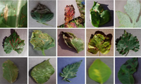 leaf