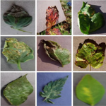 Leaf Disease Detection System using Raspberry Pi and Camera